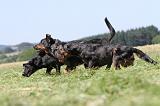 BEAUCERON 439